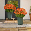 🏆 Promoção Relâmpago ⚡ Flores Artificiais de Crisântemos Pôr do Sol para Áreas Externas – Resistentes a UV, Impermeáveis e à Prova de Vento