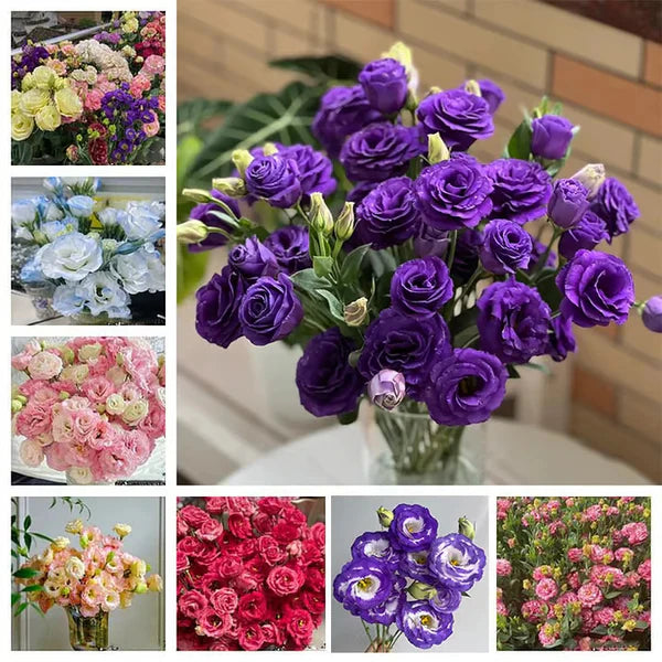 💐Sementes de Lisianthus