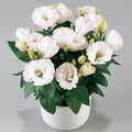 💐Sementes de Lisianthus