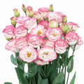 💐Sementes de Lisianthus